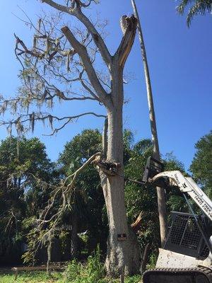 Cutting down tree