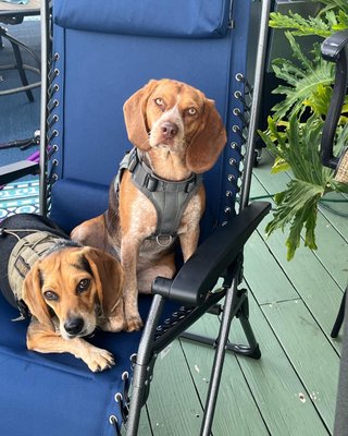 Sisters breaking in my newest chair