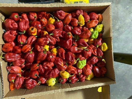 Red Habanero Pepper