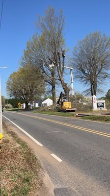 Taking down pin oaks for a local church