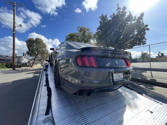 Beautiful mustang Shelby getting our VIP treatment! Transporting and towing this beautiful Shelby