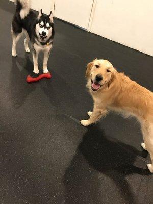 Goofy Smiles on our Husky!!!