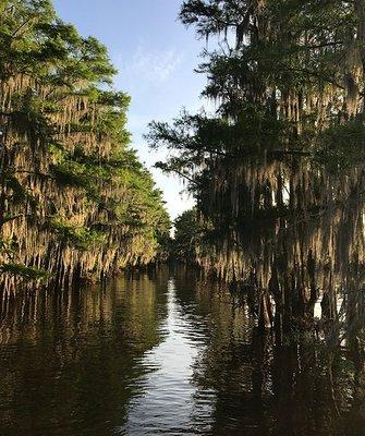 Caddo Lake Bayou Tours