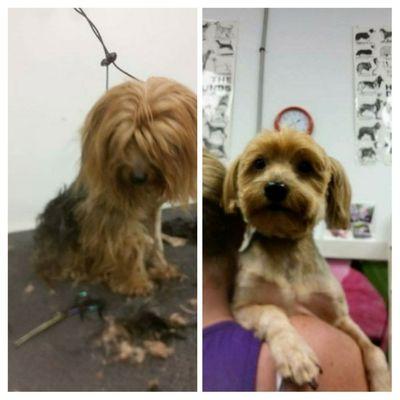 Resque dog before and after