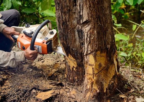 Monrovia Tree Service