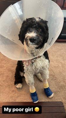 Both her pads were torn at the dog park, they were so gentle and sweet with her.