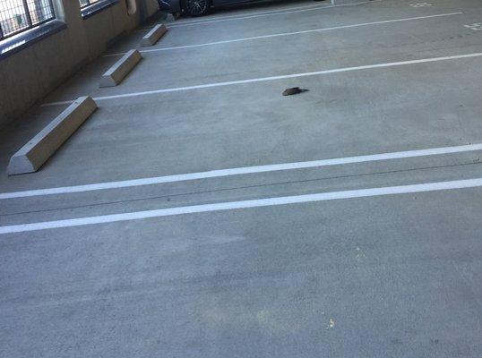 Dead Bird in garage 5 days, notified management in person, next afternoon it was still there.