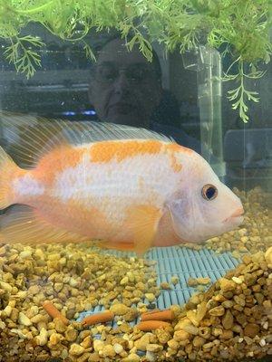 Midas Cichlid