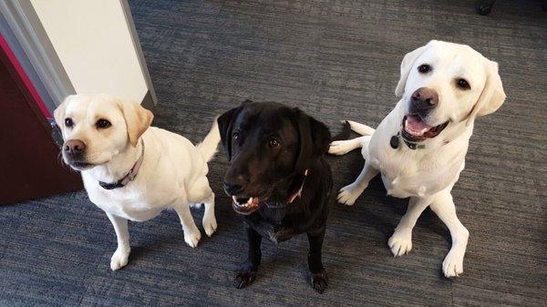 Let us know if you'd like to meet the dogs when you come in!