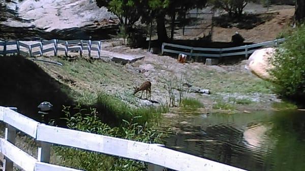 These  are updated images of the lake side with deer  and our pool as well as one of our infamous hike routes