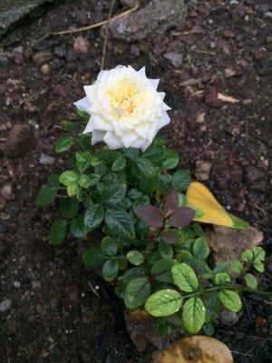 The mini white rose bush we planted here.