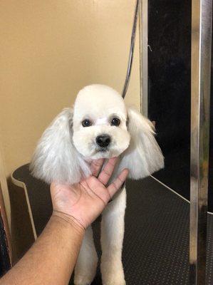 After haircut on poodle