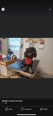 Photo that Debbie's Dog Groomers posted themselves & then deleted after they saw how much attention it was receiving!