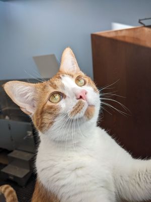 Say hi to Walter, our clinic kitty the next time you are in!