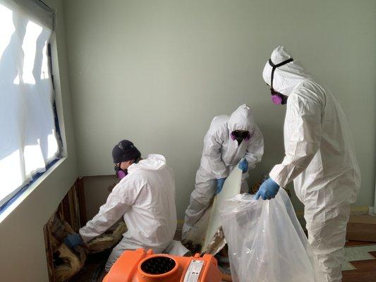 Mold Remediation, San Jose