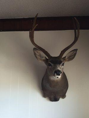 Harvested this buck in Paynes Creek back in 2014. They did an excellent job on the mount!