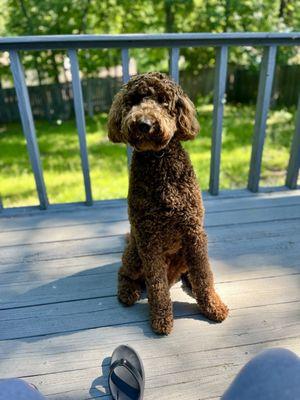 About a week after his last grooming session he's a curly boy