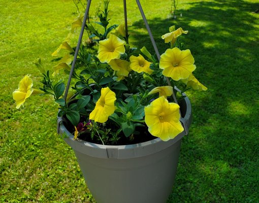 Petunia plant I brought home.