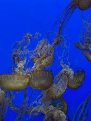 Monterey Bay Aquarium Research Institute