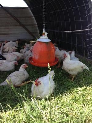 We raise our chickens on pasture where they get to well, act like a chicken!  Eat bugs, scratch in the dirt and lay in the sun.