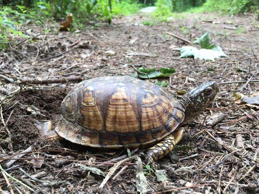 Box turtle preparing the lay eggs (#2)!