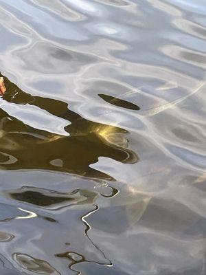 Snook just under the water waiting for the shrimp tails