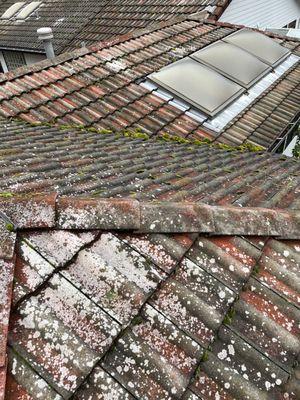 Old skylights and before moss remediation