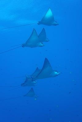 Spotted Eagle Rays