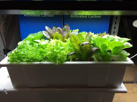 Display - Small ebb and flow hydroponic system growing a variety of lettuce under a T5 fluorescent light.