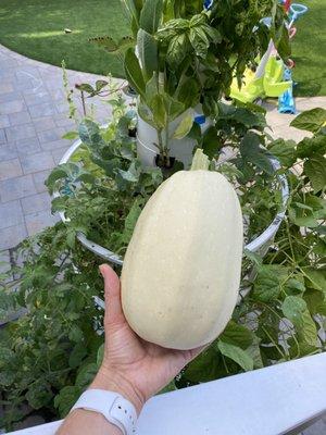 Spaghetti squash harvested from tower.