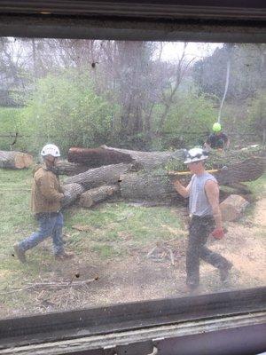 RIP to this 100+ year old tree, and thanks to JT Tree Service for the safe and quick removal!