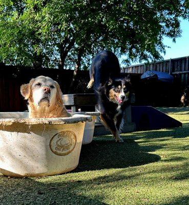 Daisy and Derby love the play equipment and wading pools in the shaded play yard.