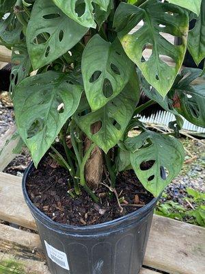 A beautiful Adanson's Monstera