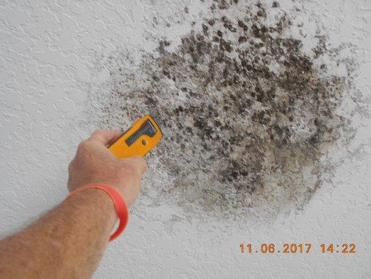 Mold growth on ceiling