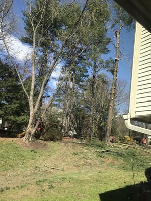 One of three large pines removed.