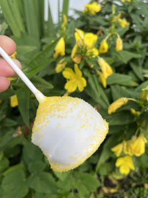 lemon cake pop