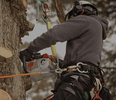 Moose's Tree Service