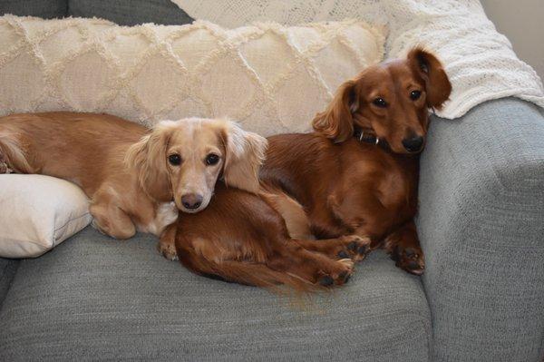 Willie and Juni, frequent visitors to Dr. Lorber due to their proclivity for eating stuff they shouldn't.