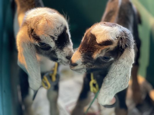 Poplar Hill Dairy Goat Farm