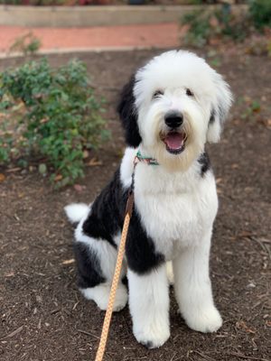 Full Dog Groom (Includes Haircut) for my 6 month old sheepadoodle puppy by Janessa! Janessa is AMAZING!!