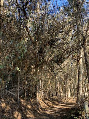 Tree lined paths