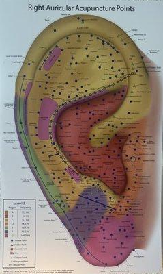 EarSeeds-Auriculotherapy Pressure Points.