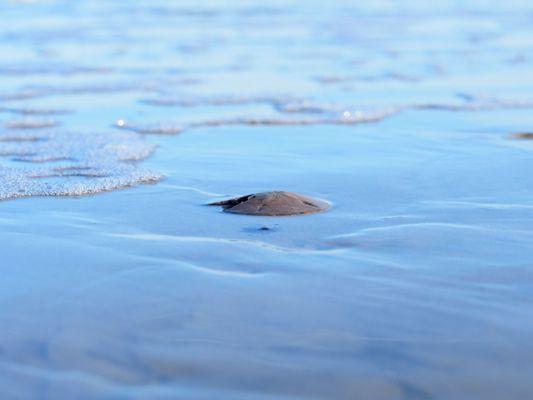 Sand dollar found while beach combing  on Beaufort Dolphin Adventures tour.