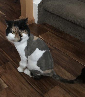 Another picture of Layla after her new lion cut!