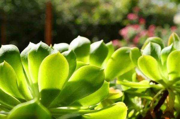 Hand delivering succulents, tropicals, and rare exotics year-round!  904-618-0755