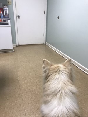 My dog waiting patiently for her Vet to check her out.