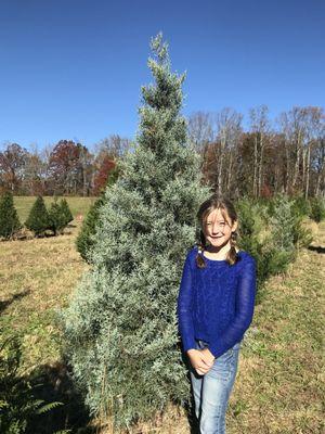 Kids love picking out trees