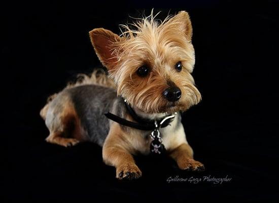 Pet photography too. This is Billie with a spiky haircut!