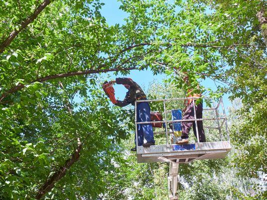 We offer affordable tree trimming, tree stump removal and tree services in Othello, Moses Lake, Ritsville, Wenatchee, & Ephrata