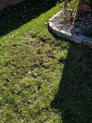 The ground where he worked. He did a great job. He really took the time to place the sod back into its original position.